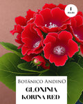 GLOXINIA KORINA | 1 BULBO
