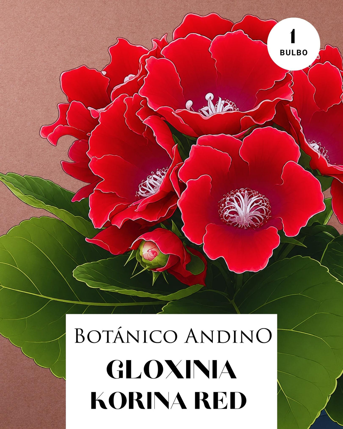 GLOXINIA KORINA | 1 BULBO