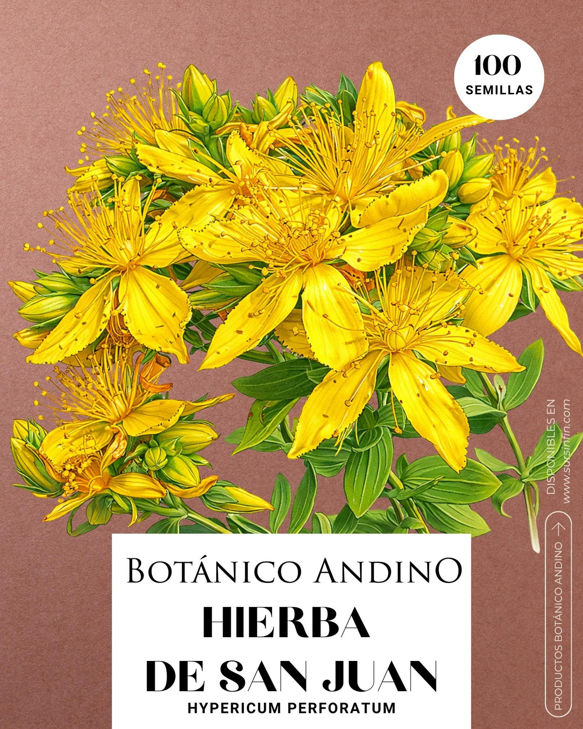 Hierba de San Juan