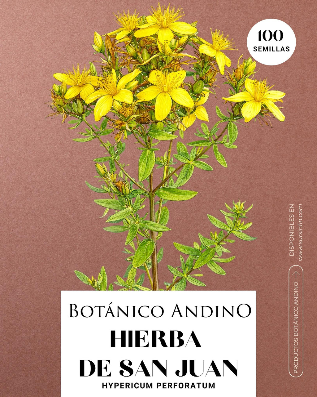 Hierba de San Juan