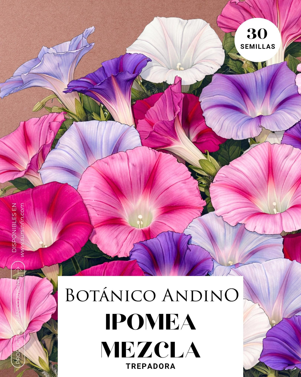 Ipomea mix