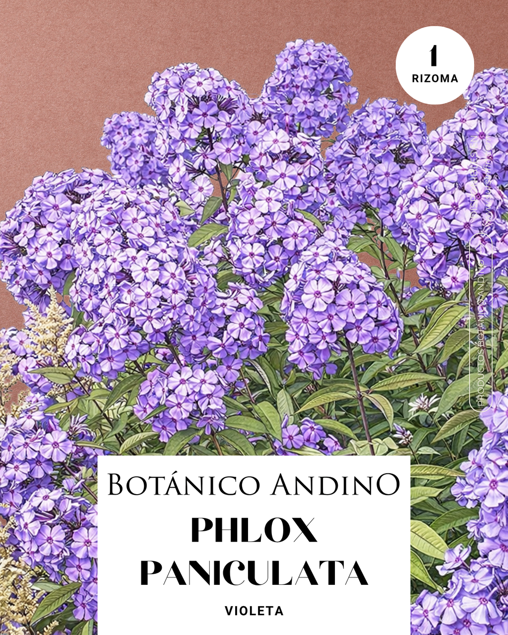 Phlox paniculata violeta