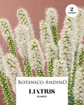 Liatris spicata blanco (2 cormos por pack)