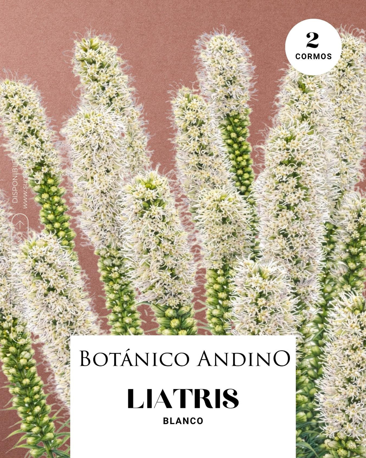 Liatris spicata blanco (2 cormos por pack)