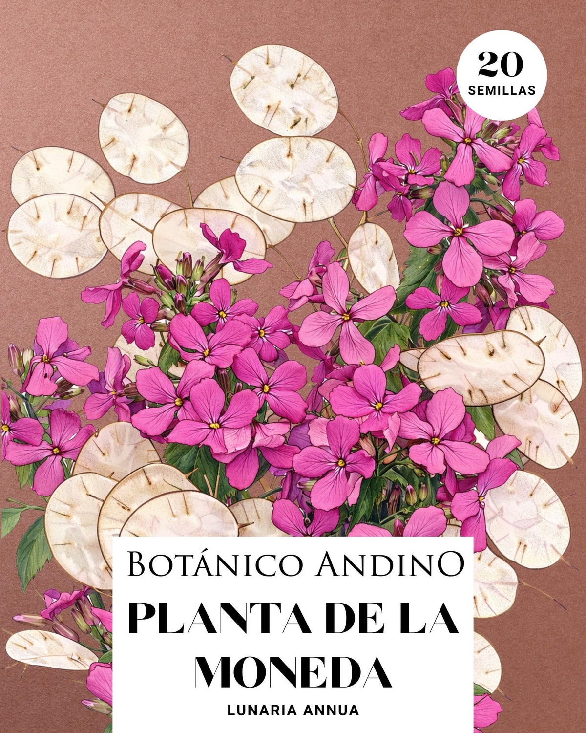 Lunaria annual (20 semillas)