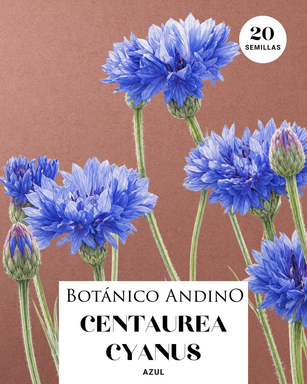 Centaurea cyanus azul