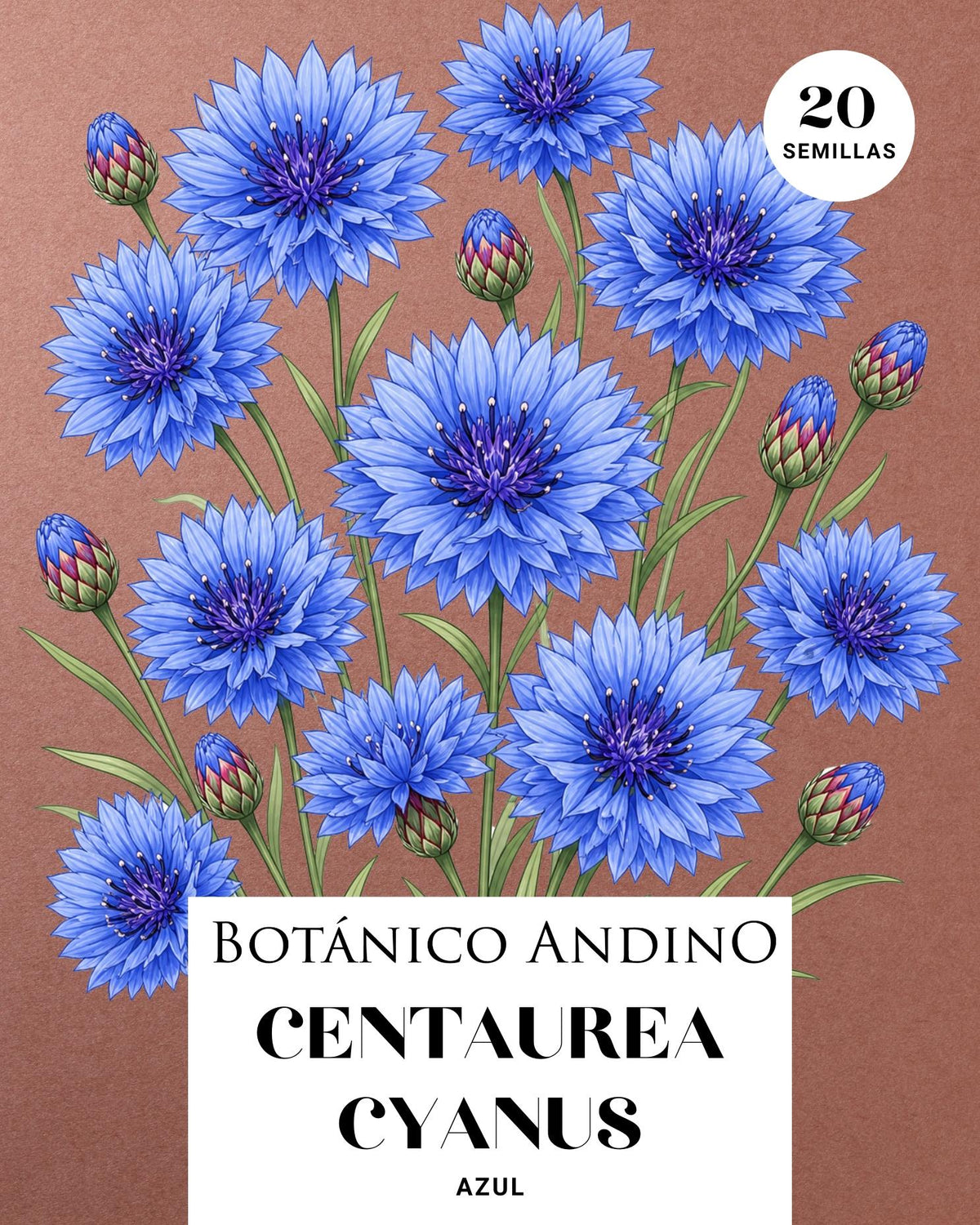 Centaurea cyanus azul