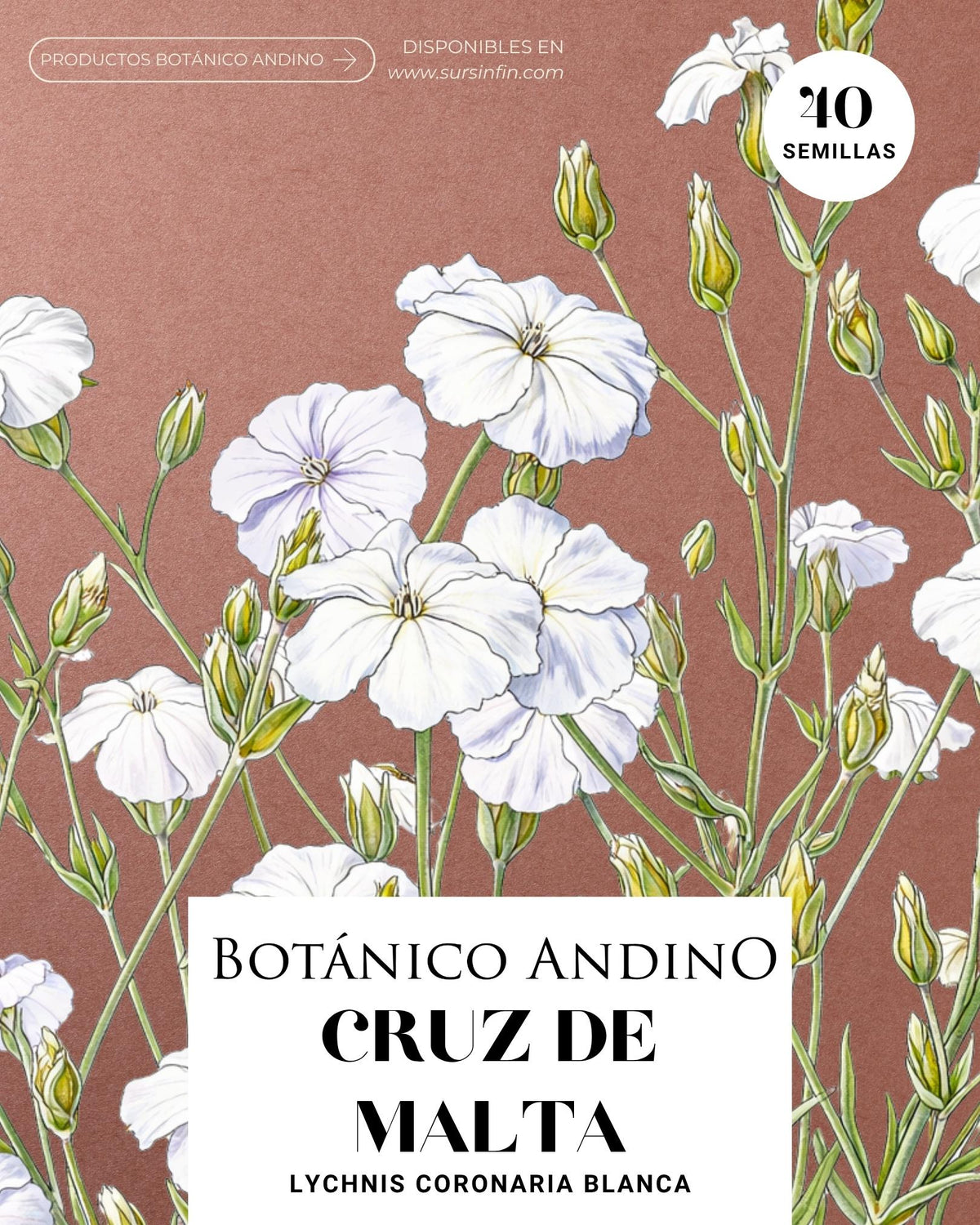 Lychnis coronaria blanco
