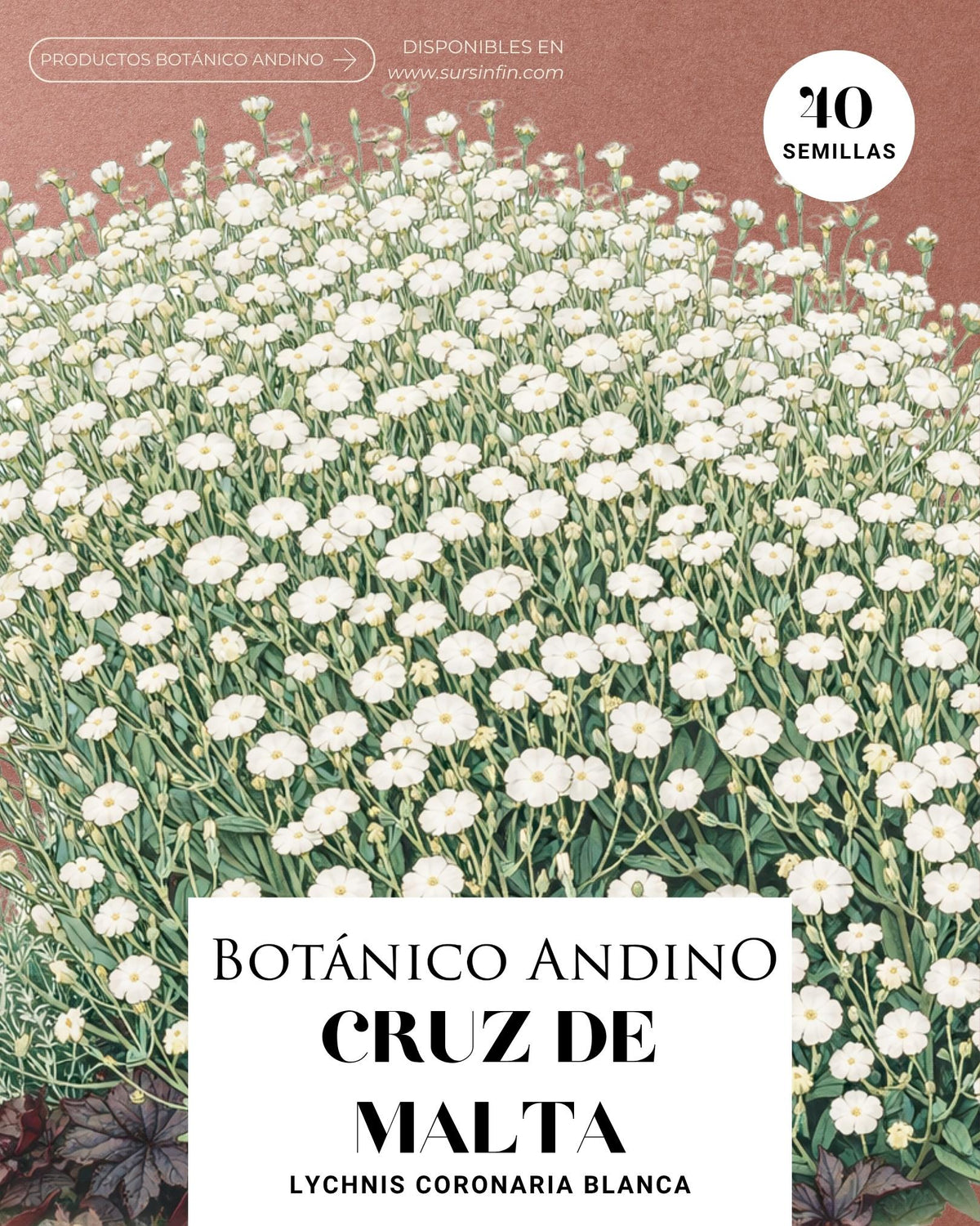 Lychnis coronaria blanco