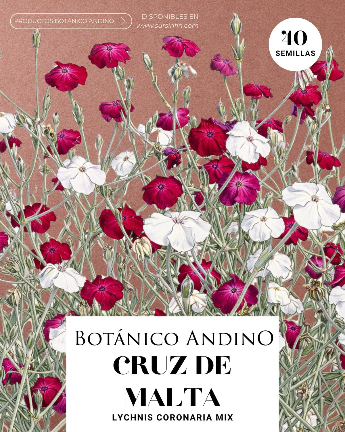 Lychnis coronaria blanco