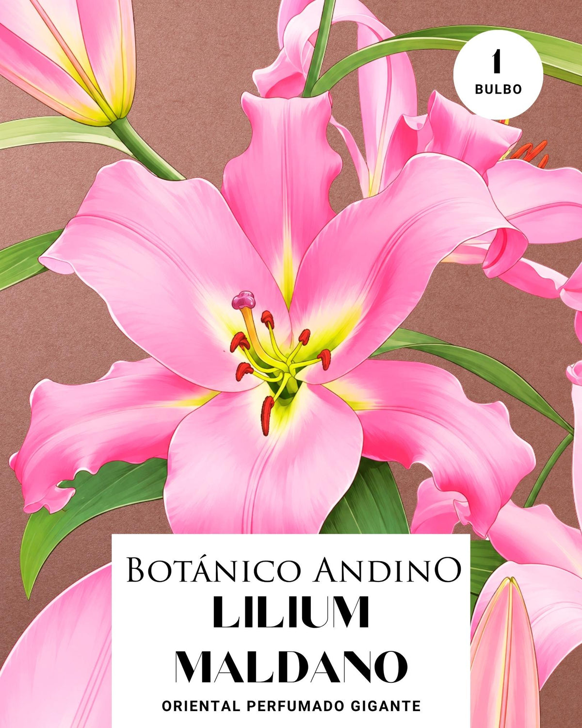 LILIUM ORIENTAL | MALDANO (1 Bulbo)