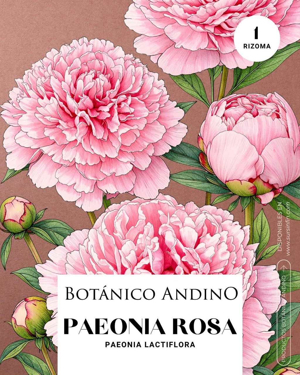 Rosa Paeonia rosada