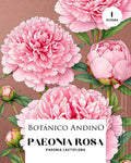 Rosa Paeonia rosada