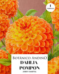 Dahlia pompón | JOWEY CHANTAL