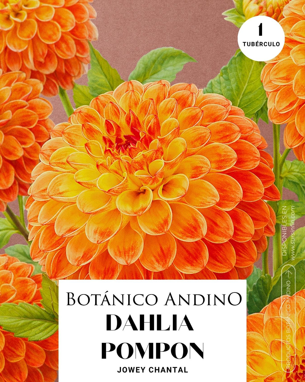 Dahlia pompón | JOWEY CHANTAL