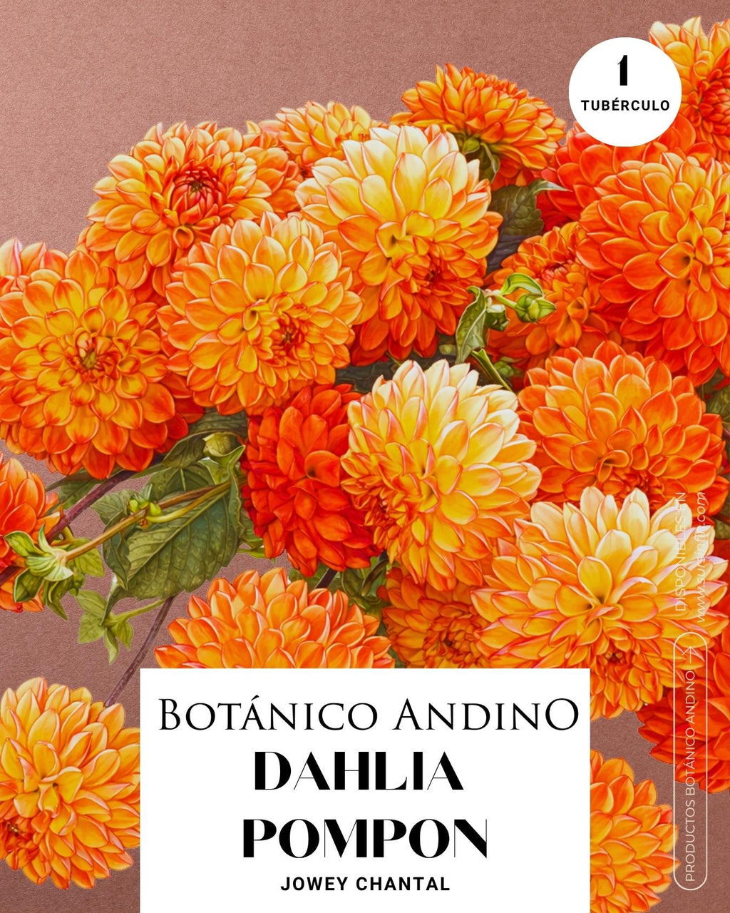 Dahlia pompón | JOWEY CHANTAL