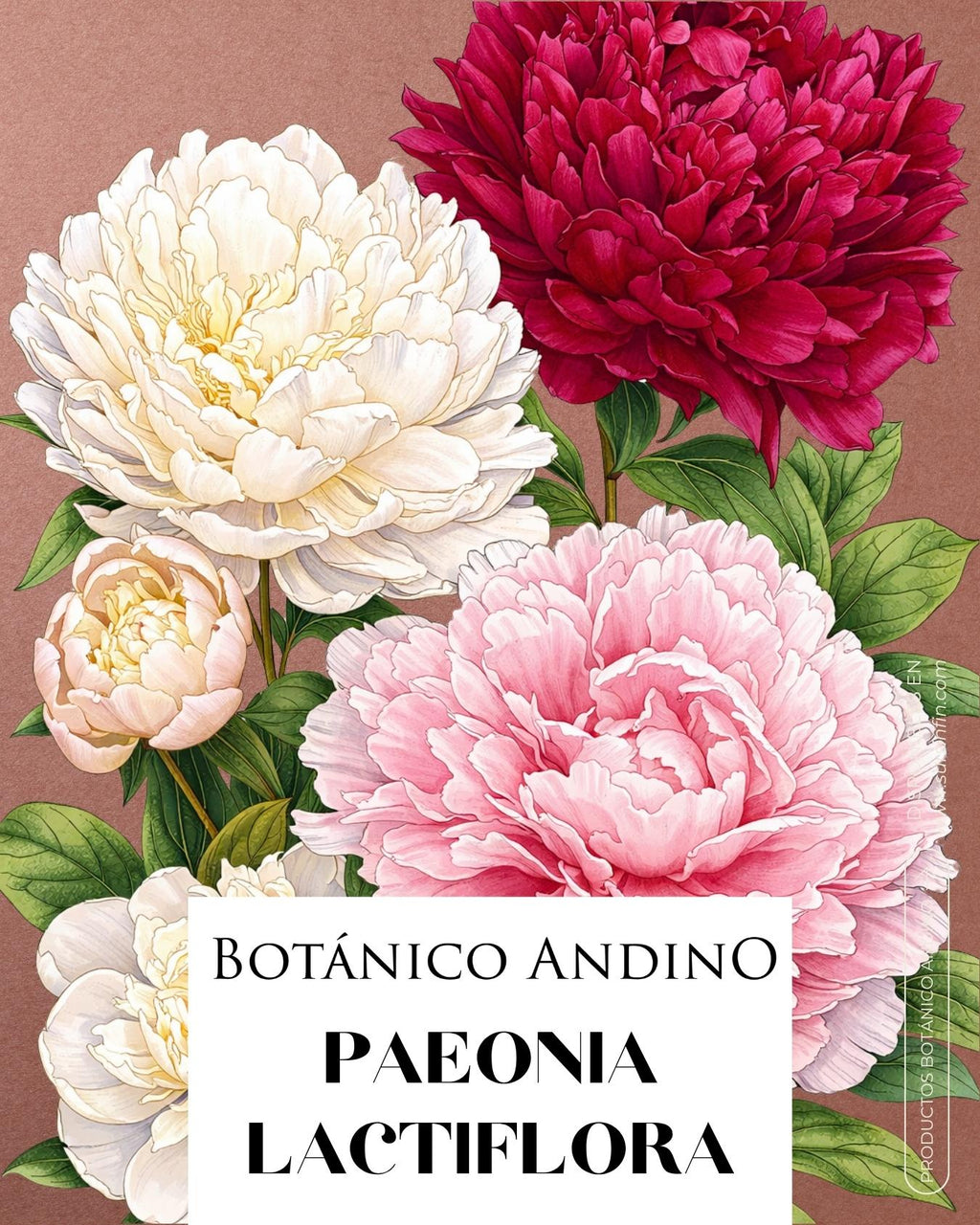 Rosa Paeonia blanca