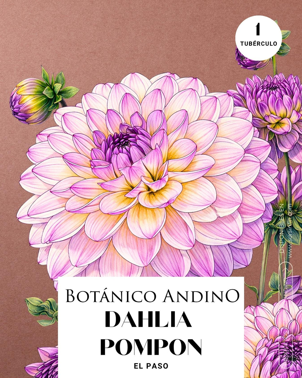 Dahlia pompón rosada | EL PASO