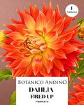 Dahlia Fiambriata | FIRED UP (1 tubérculo)