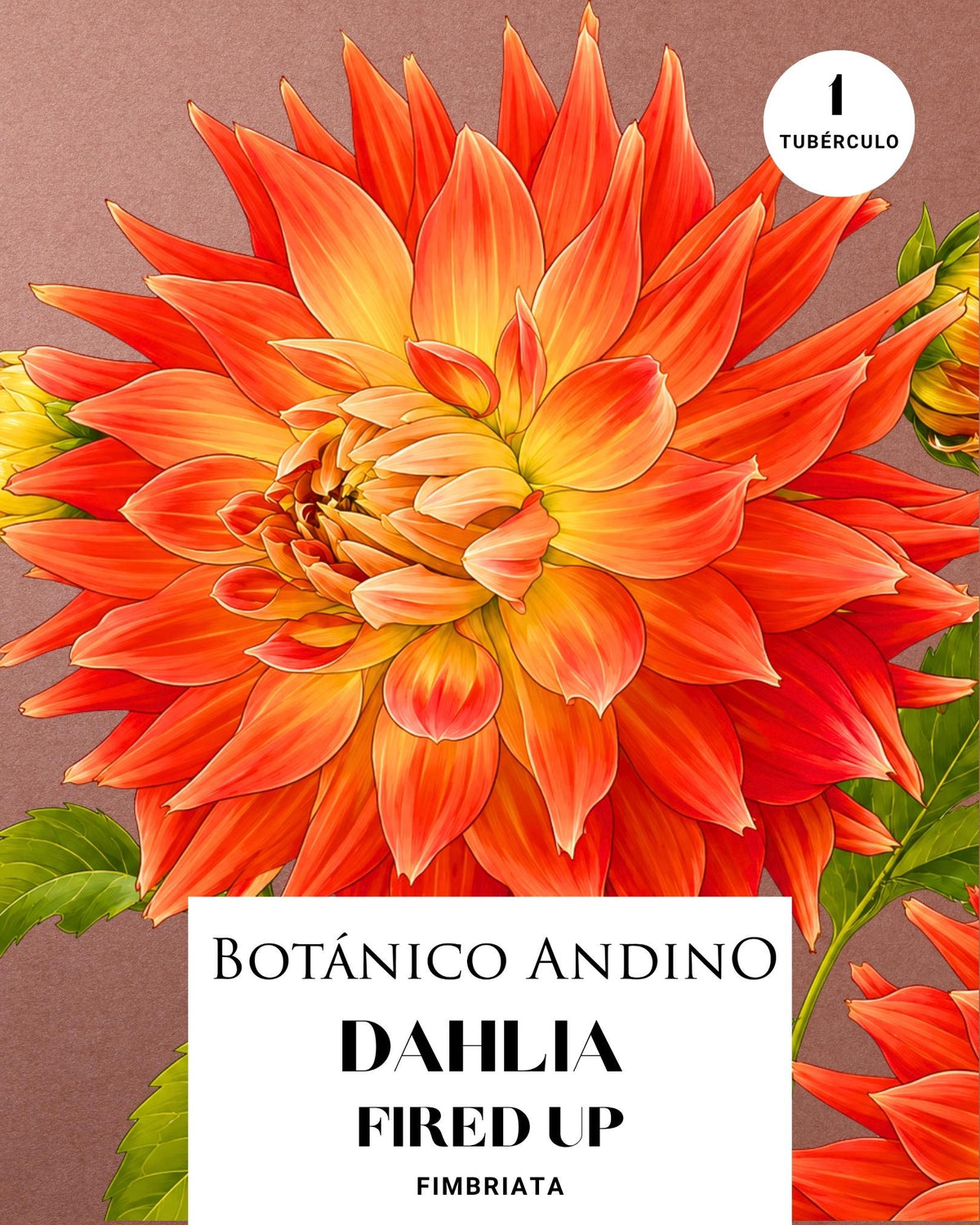 Dahlia Fiambriata | FIRED UP (1 tubérculo)