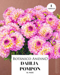 Dahlia pompón rosada | EL PASO