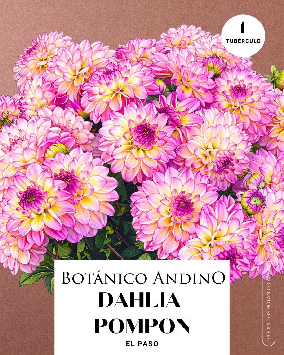 Dahlia pompón rosada | EL PASO