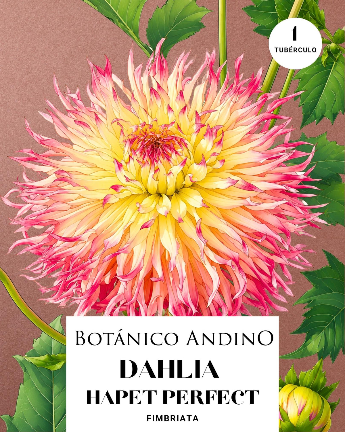 Dahlia Fiambriata | HAPET PERFECT (1 tubérculo)