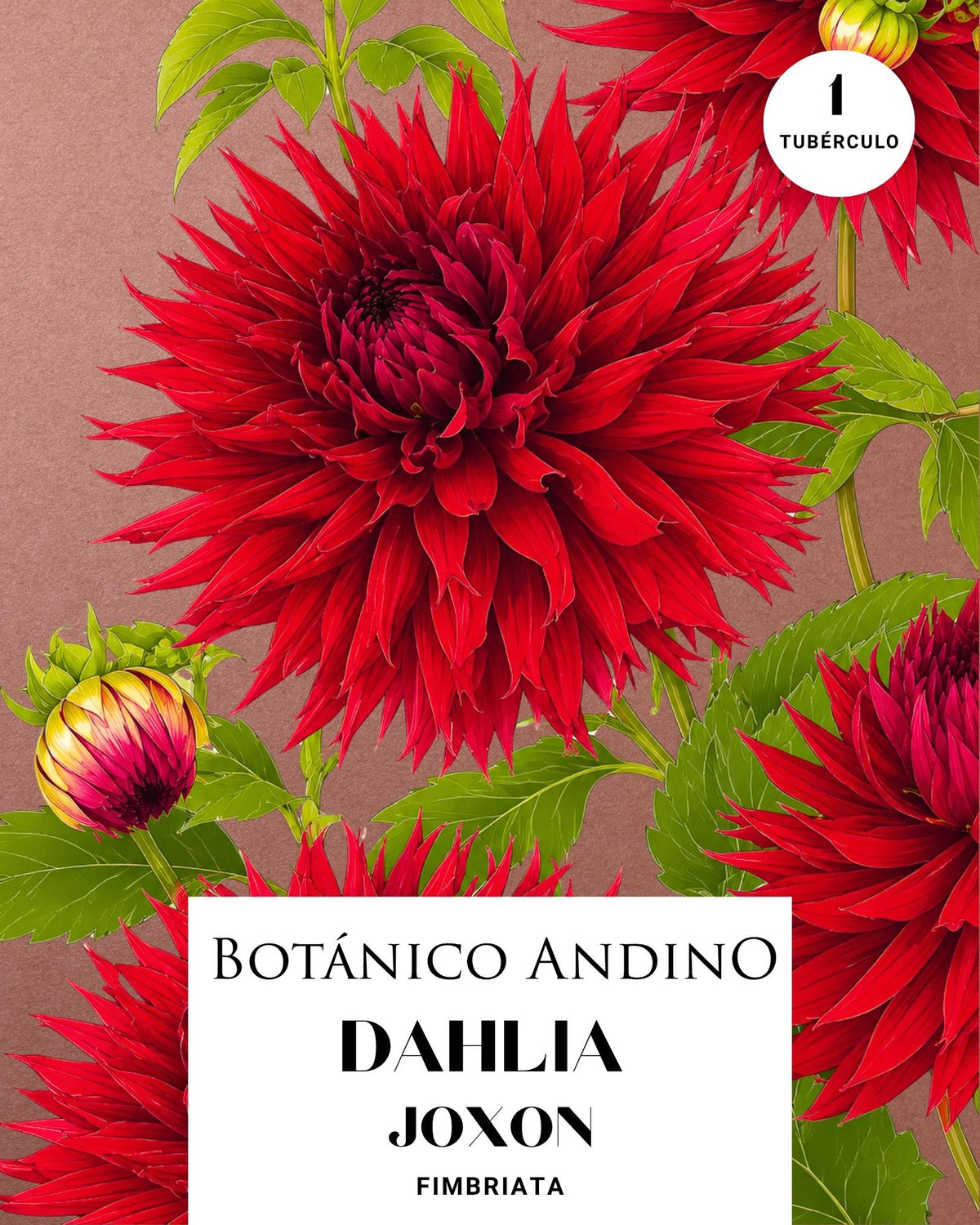 Dahlia Fiambriata | JAXON (1 tubérculo)