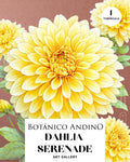 Dahlia Art Gallery | SERENADE