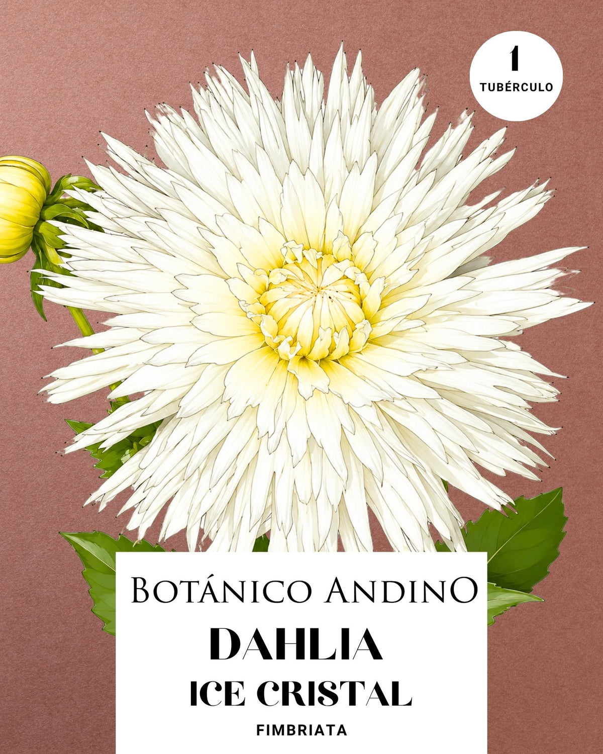 Dahlia Fiambriata | ICE CRISTAL (1 tubérculo)