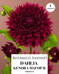 Dahlia Fiambriata | KENORA MACOP B (1 tubérculo)