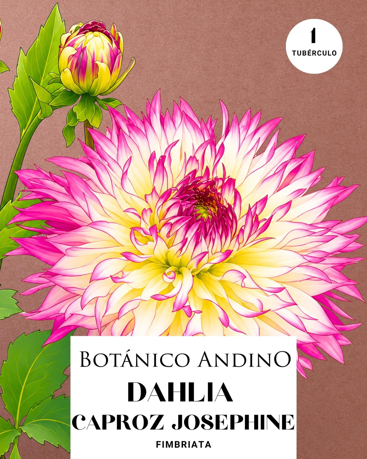 Dahlia Fiambriata | CAPROZ JOSEPHINE (1 tubérculo)