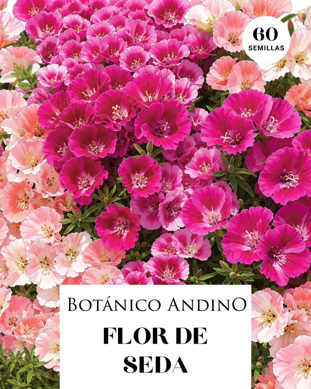 Godetia alta mix