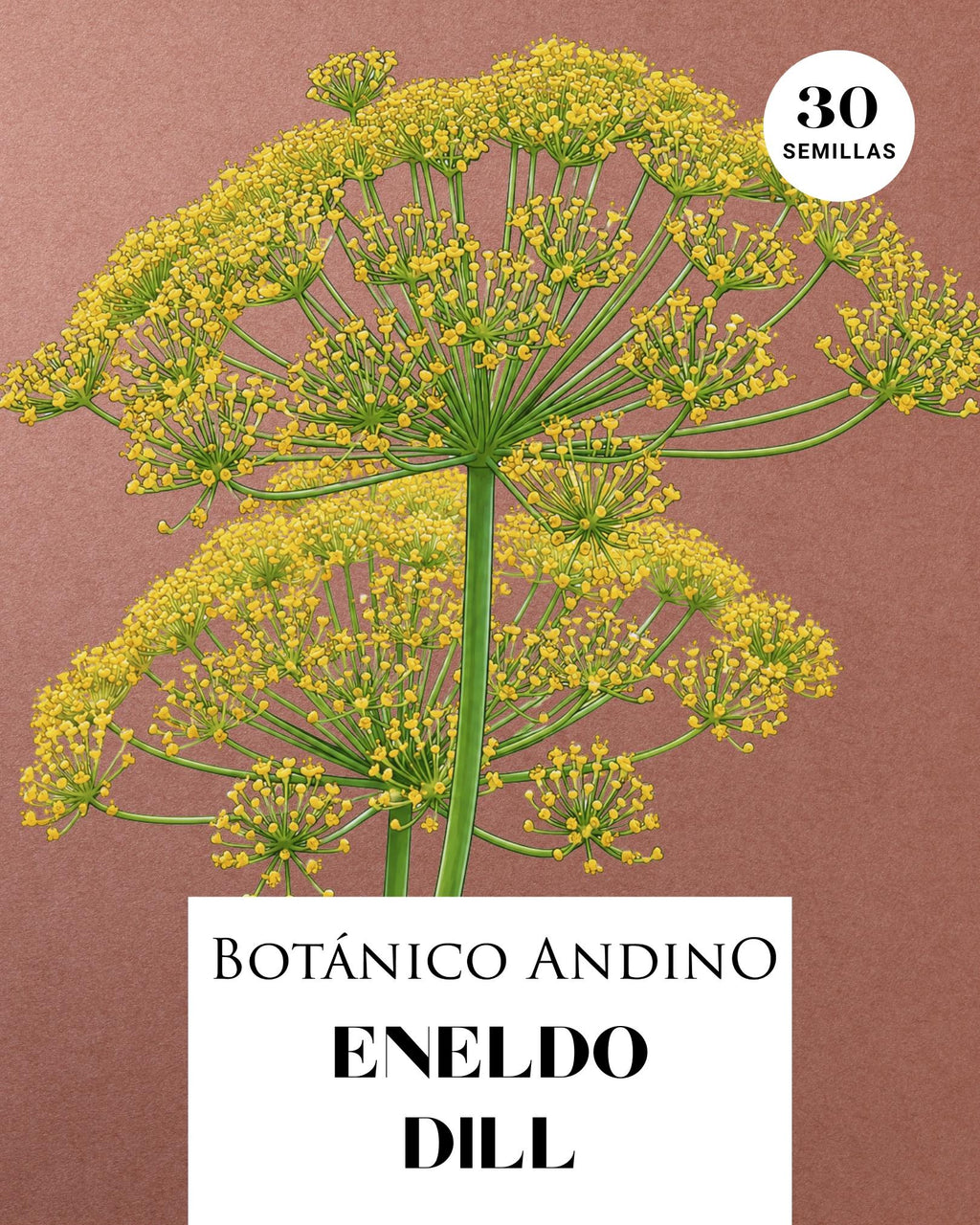 Eneldo | Dill