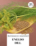 Eneldo | Dill