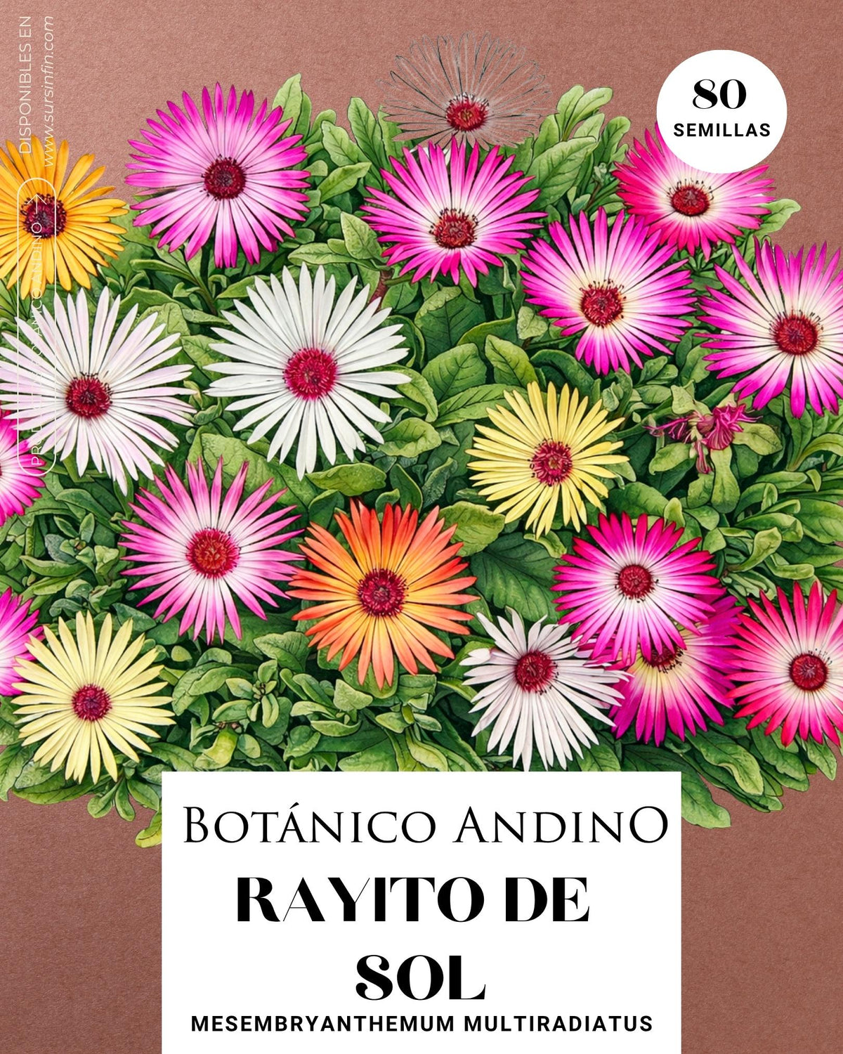 Rayito de sol