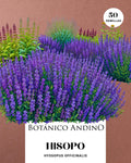 Hisopo