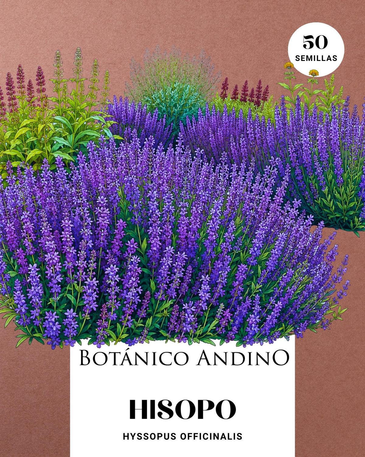 Hisopo