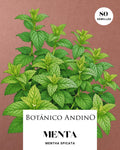 Mentha spicata