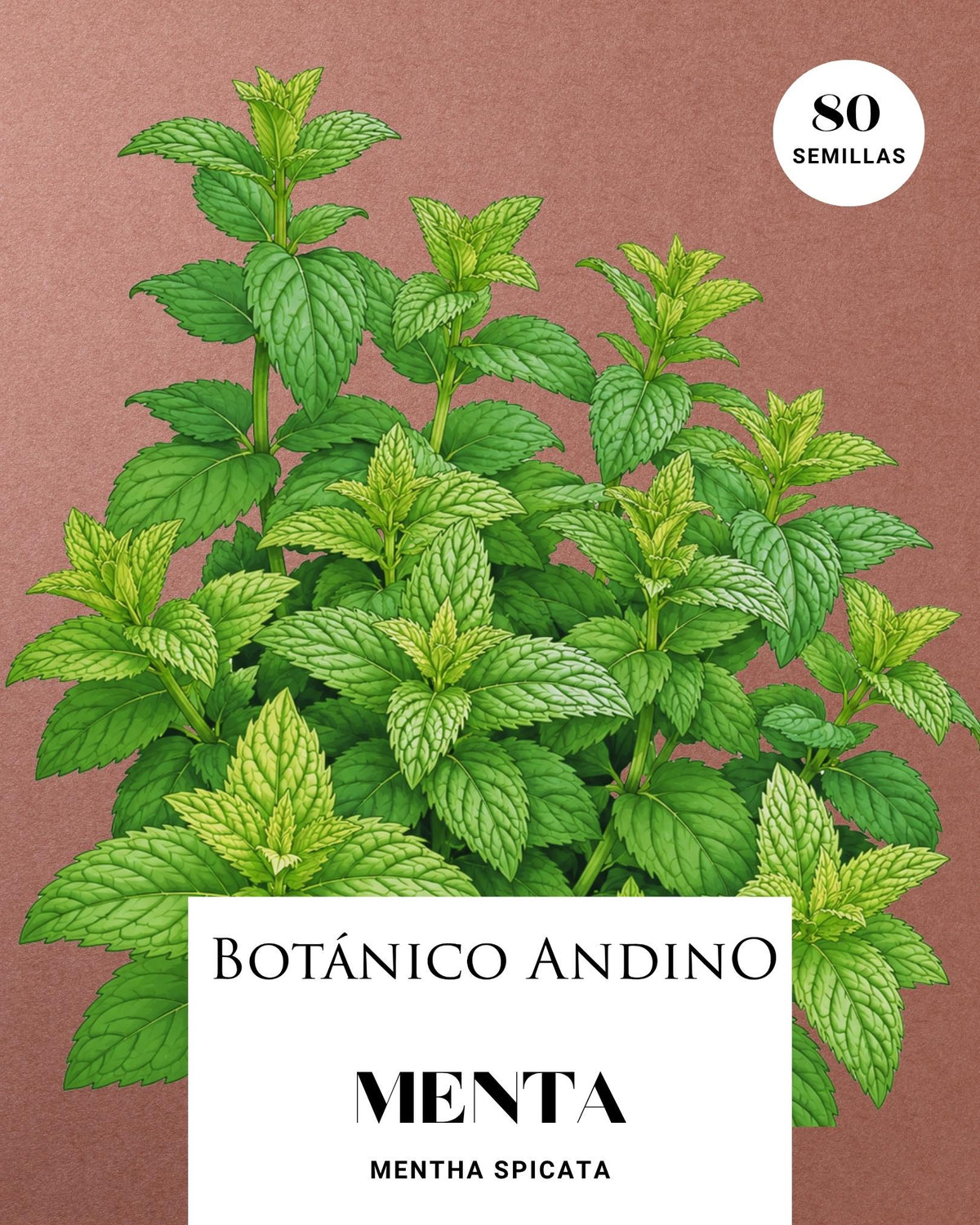 Mentha spicata