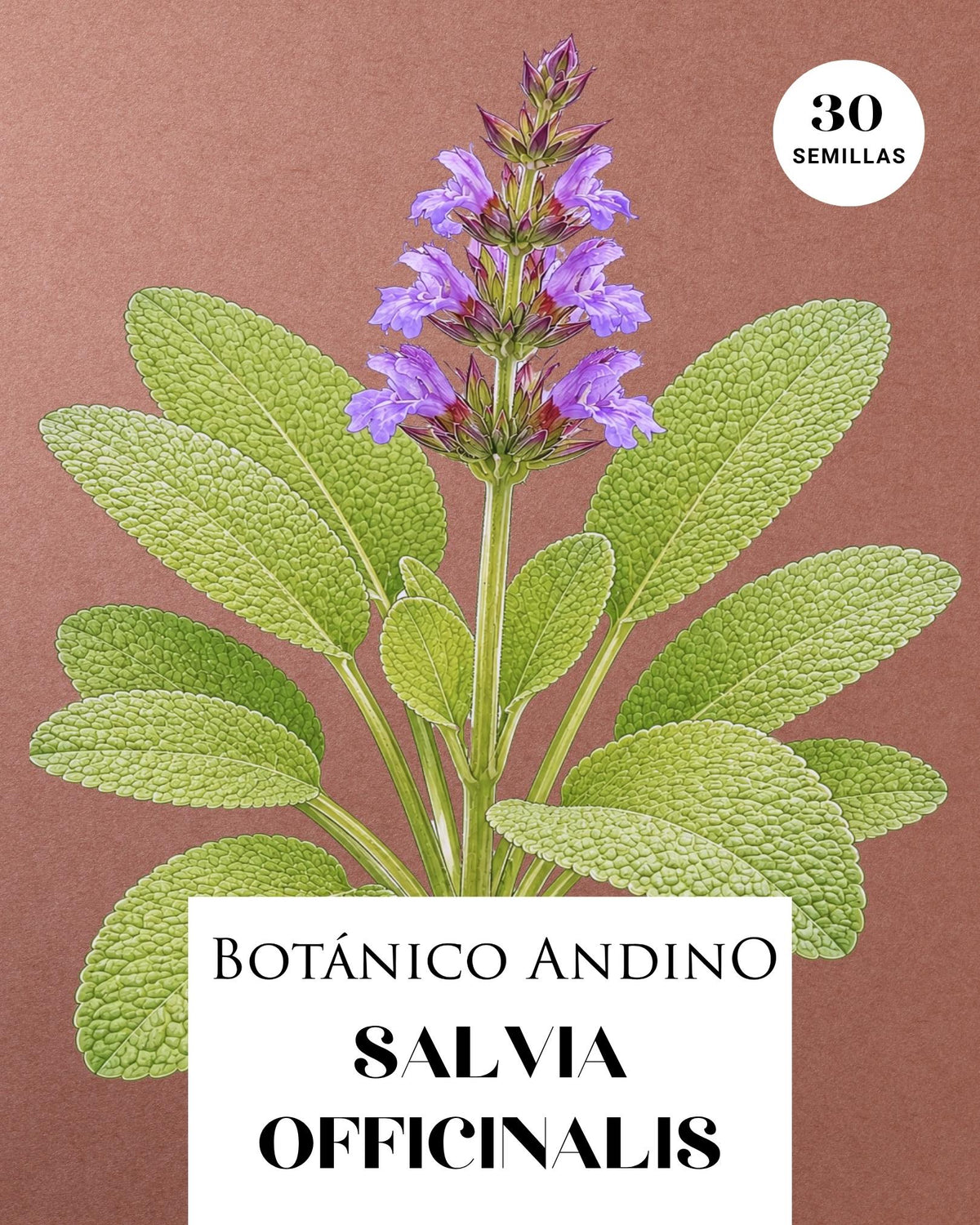 Salvia officinalis