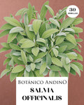 Salvia officinalis