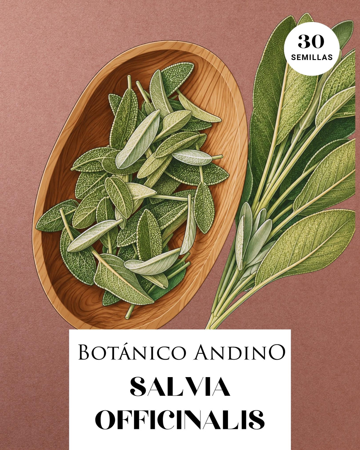Salvia officinalis
