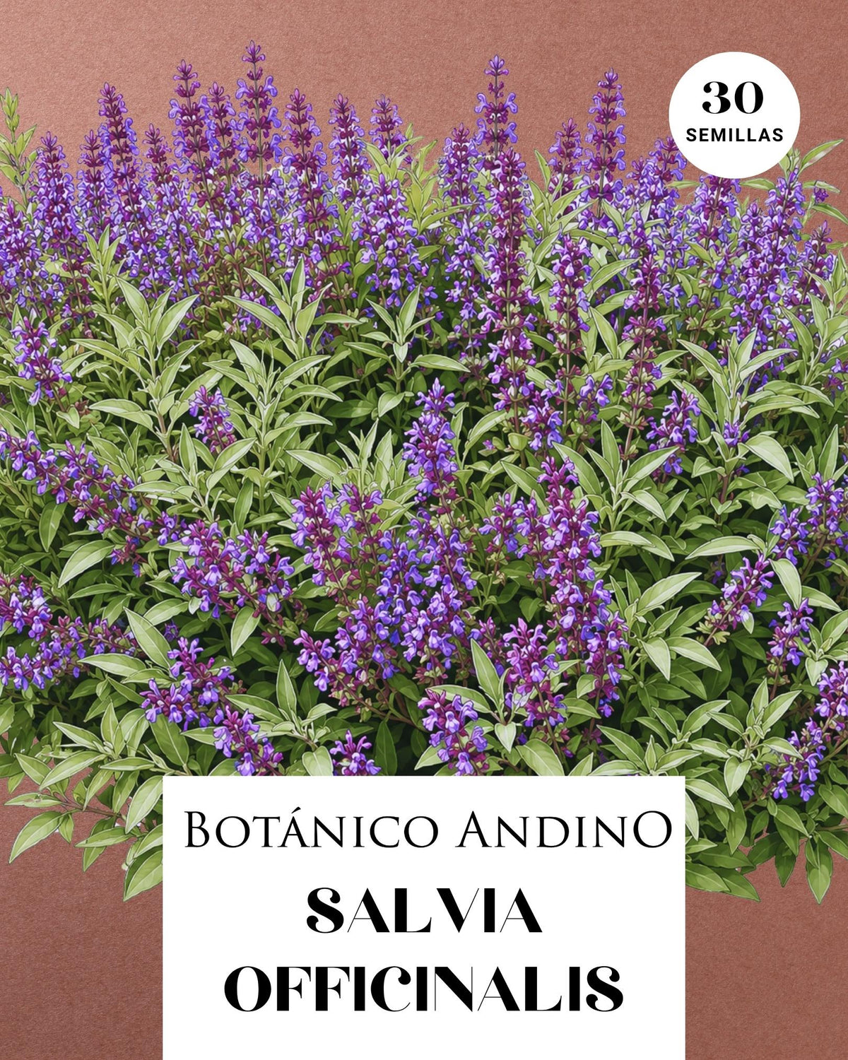 Salvia officinalis