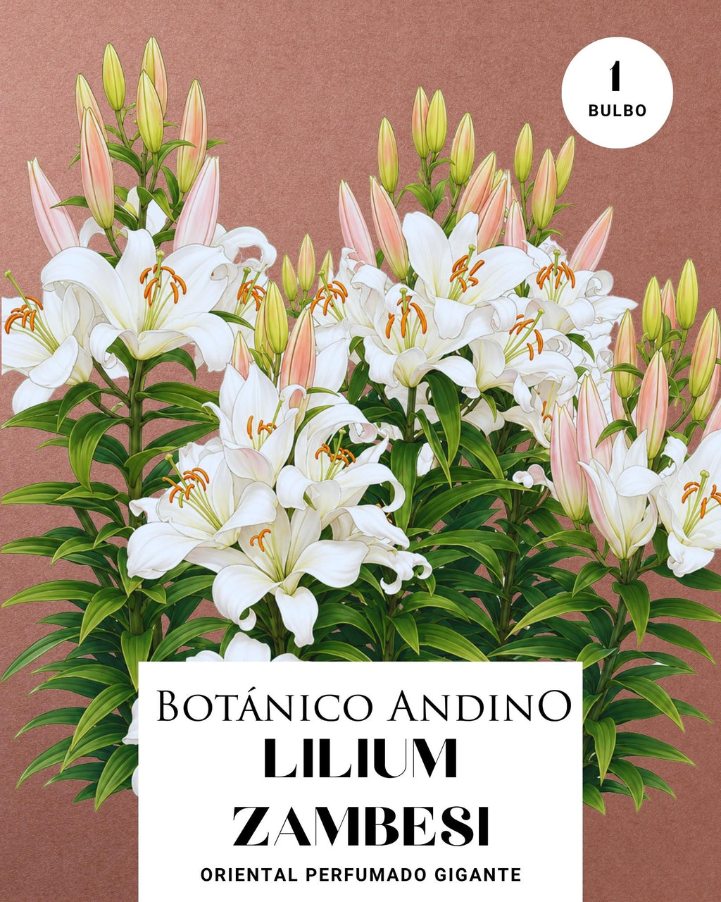 LILIUM ORIENTAL | SAMBEZI
