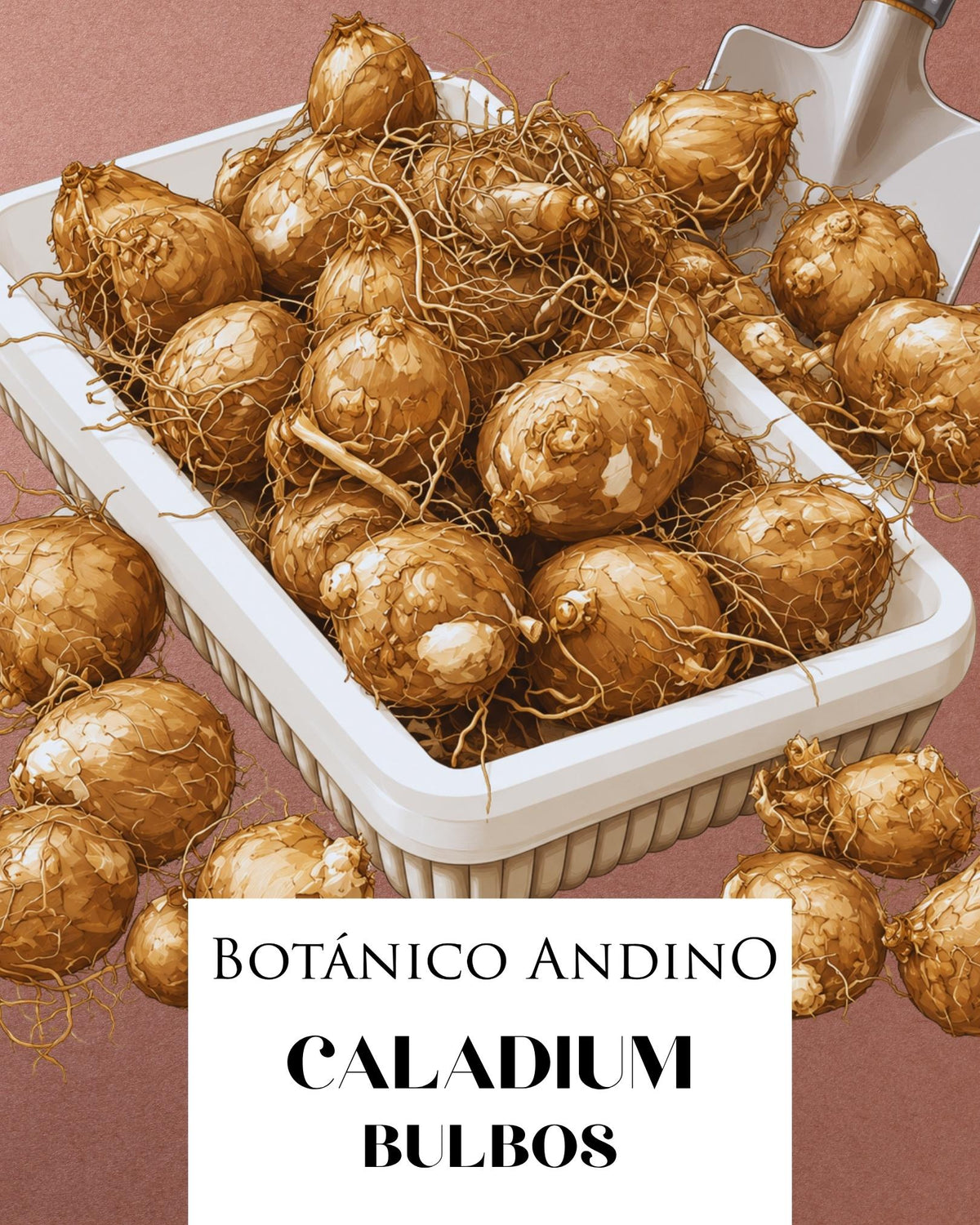 CALADIUM MISS MUFFET | 1 BULBO