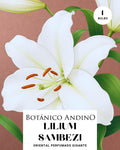 LILIUM ORIENTAL | SAMBEZI