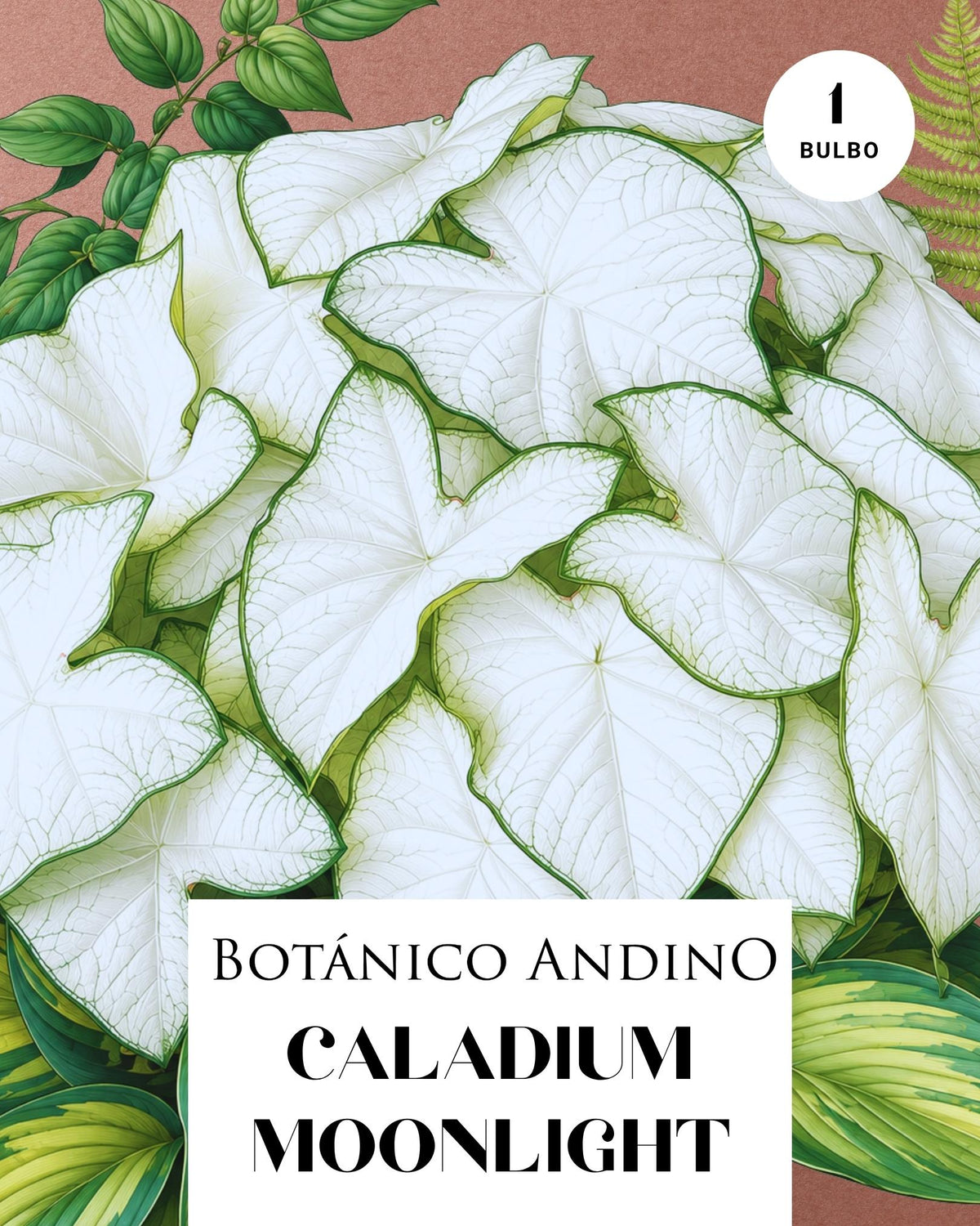 CALADIUM MOONLIGHT | 1 BULBO