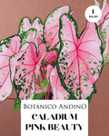 CALADIUM PINK BEAUTY | 1 BULBO
