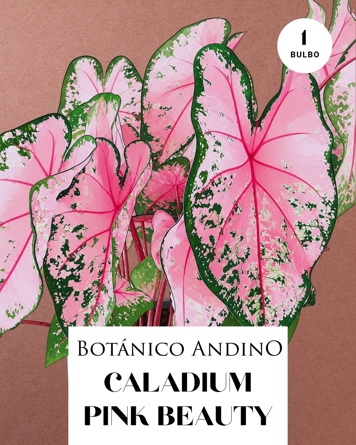 CALADIUM PINK BEAUTY | 1 BULBO